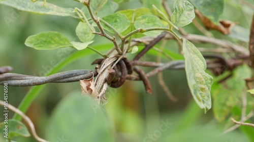 Weathered barbed wire overgrown with green plants dominates the frame, metal and vegetation intertwined, symbolizing time, neglect, and natural reclaiming. Nature reclaiming.