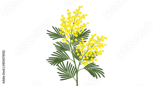 Detailed botanical illustration of a mimosa branch showcases clusters of fluffy yellow flowers and delicate green leaves.