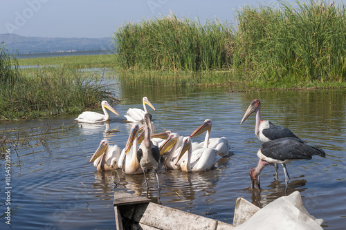 White pelicans (Pelecanus onocrotalus) and Marabou Stork (Leptoptilos crumeniferus), Awasa harbor, Ethiopia