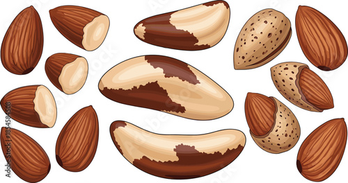 Almond nuts whole and sliced illustration isolated on white background, healthy snack ingredient concept for organic food, nutrition, diet design