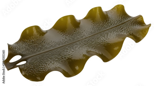 Canvastavla Shiny brown kelp seaweed isolated PNG on transparent background, edible algae wi