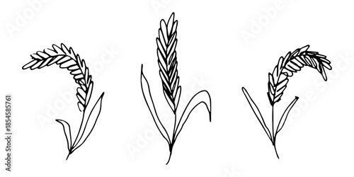 Set of hand drawn cereal wheat oat rye barley rice ears spikelet clipart Organic wheat bread agriculture farming harvest healthy food Single element for design print packaging label decor