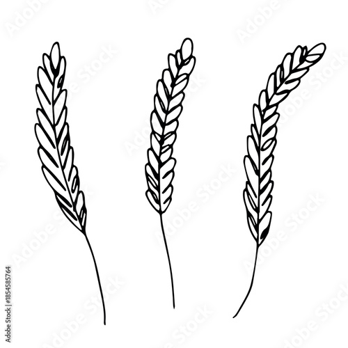 Set of hand drawn cereal wheat oat rye barley rice ears spikelet clipart Organic wheat bread agriculture farming harvest healthy food Single element for design print packaging label decor