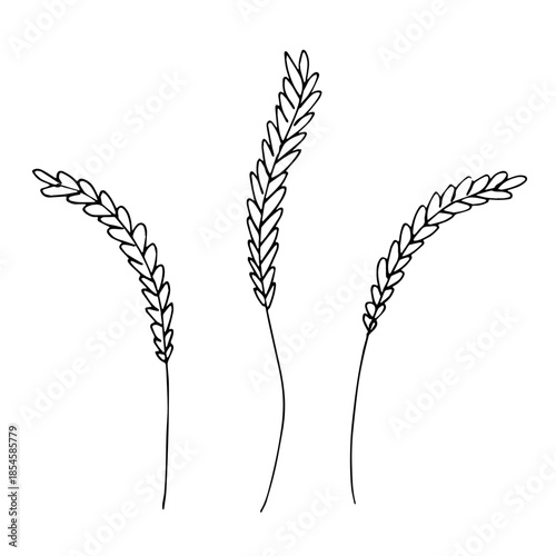 Set of hand drawn cereal wheat oat rye barley rice ears spikelet clipart Organic wheat bread agriculture farming harvest healthy food Single element for design print packaging label decor