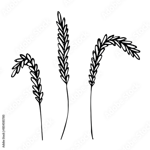 Set of hand drawn cereal wheat oat rye barley rice ears spikelet clipart Organic wheat bread agriculture farming harvest healthy food Single element for design print packaging label decor