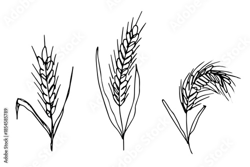 Set of hand drawn cereal wheat oat rye barley rice ears spikelet clipart Organic wheat bread agriculture farming harvest healthy food Single element for design print packaging label decor