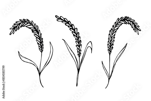 Set of hand drawn cereal wheat oat rye barley rice ears spikelet clipart Organic wheat bread agriculture farming harvest healthy food Single element for design print packaging label decor