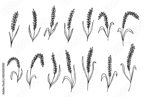 Set of hand drawn cereal wheat oat rye barley rice ears spikelet clipart Organic wheat bread agriculture farming harvest healthy food Single element for design print packaging label decor
