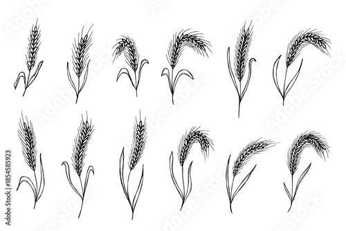 Set of hand drawn cereal wheat oat rye barley rice ears spikelet clipart Organic wheat bread agriculture farming harvest healthy food Single element for design print packaging label decor