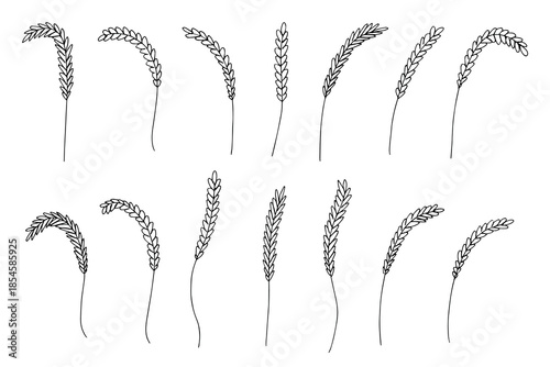 Set of hand drawn cereal wheat oat rye barley rice ears spikelet clipart Organic wheat bread agriculture farming harvest healthy food Single element for design print packaging label decor