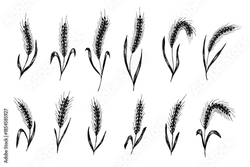 Set of hand drawn cereal wheat oat rye barley rice ears spikelet clipart Organic wheat bread agriculture farming harvest healthy food Single element for design print packaging label decor