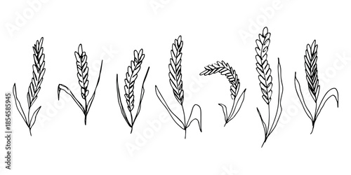 Set of hand drawn cereal wheat oat rye barley rice ears spikelet clipart Organic wheat bread agriculture farming harvest healthy food Single element for design print packaging label decor