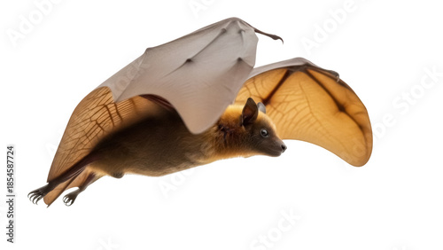 Fotografia Flying straw-colored fruit bat PNG isolated on transparent background, Pteropus
