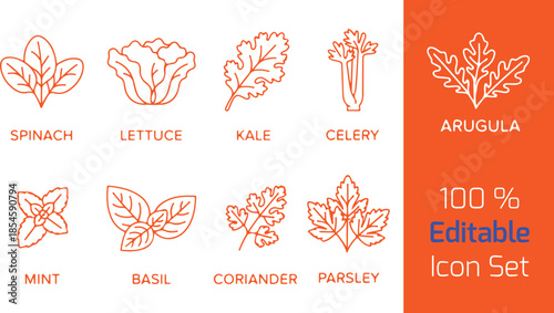 Leafy vegetable line icons set of 9, spinach, lettuce, kale, mint, basil, coriander, parsley, celery, arugula, white background outline vector
