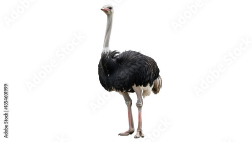 Fotografie Majestic ostrich PNG isolated on transparent background, large flightless bird w