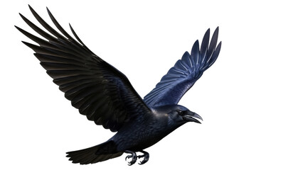 Majestic black raven flying isolated PNG, bird of prey with open wings on transparent background, wildlife animal for design use