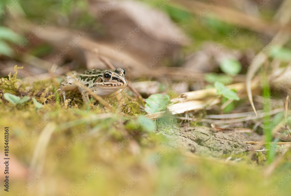 Naklejka premium カエルをマクロレンズで撮影