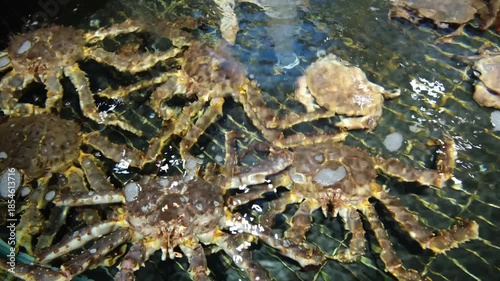 Live crabs move and overlap inside a water-filled holding tank. Fresh seafood storage, bustling atmosphere in a seafood market or restaurant tank. Concept of coastal food culture.