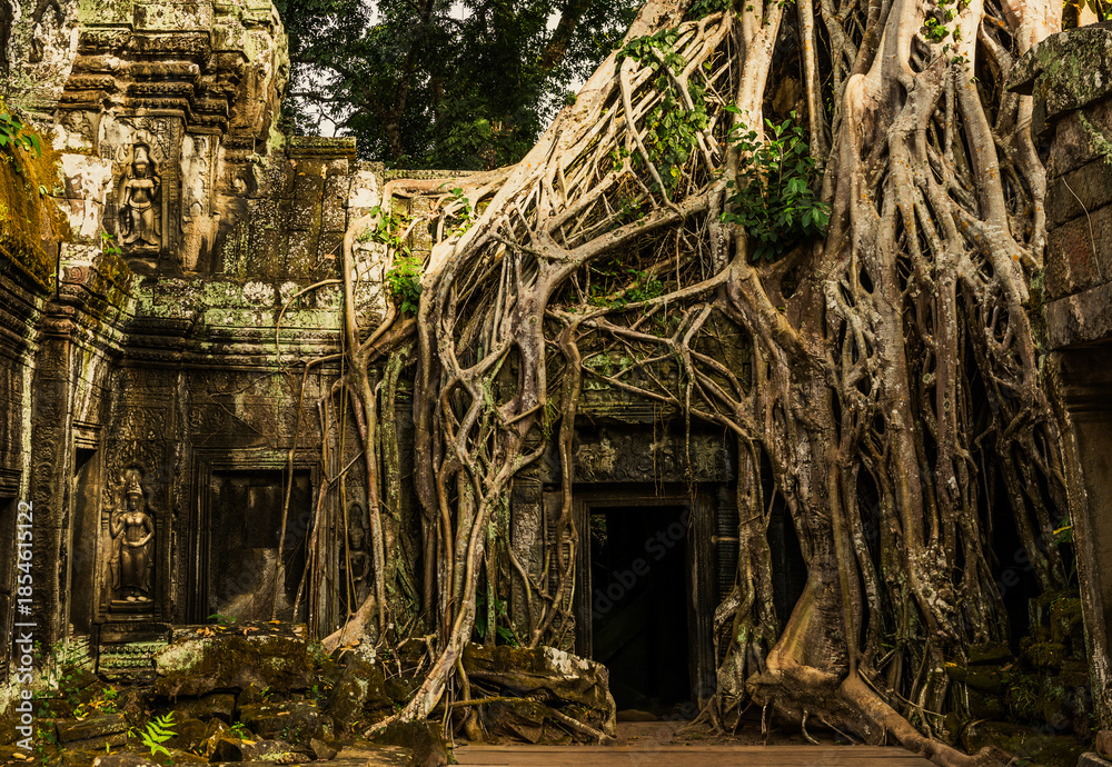 Naklejka premium Massive tree roots flowing over doorway of ancient stone building at ta prohm temple ruins in angkor wat complex cambodia