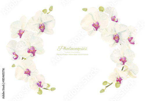 水彩で描いた胡蝶蘭のイラスト