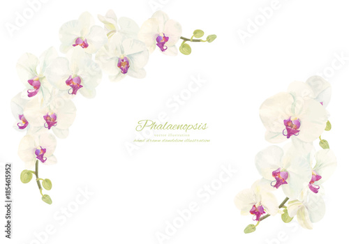 水彩で描いた胡蝶蘭のイラスト