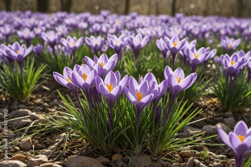 Lila Crocusblüten auf einer grünen Wiese im Frühling