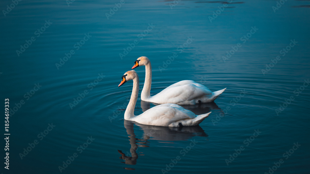 Obraz premium Two white swans swimming together in calm blue water