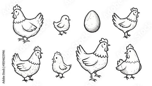 Hand drawn farm chicken and chick sketches with a single egg rustic line art illustration