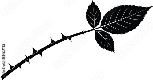 Thorny rose branch silhouette vector illustration, black botanical stem with leaves isolated on white background for floral design projects