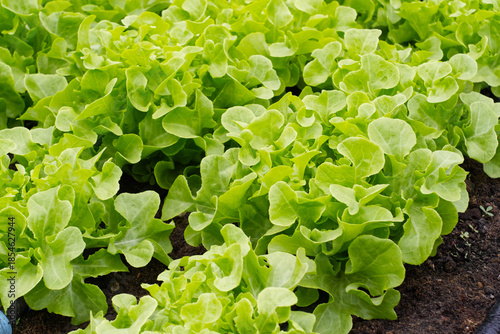 organic vegetable farm on background