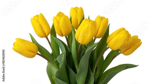 Bunch of yellow tulip flowers isolated PNG on transparent background, spring blossom bouquet for floral design and decoration