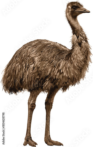 Detailed illustration of a brown emu bird standing on a white background australian bird large bird