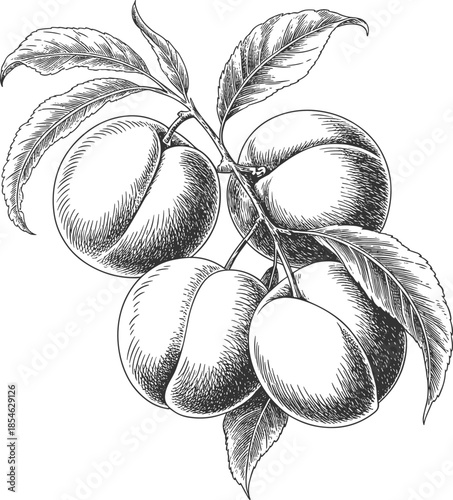 Detailed vintage etching of ripe plums on a branch with leaves Keywords: plum, fruit, branch, leaves, vintage, illustration