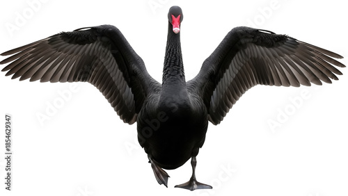 Majestic black swan with wings spread isolated PNG, elegant bird on transparent background for design projects and nature-themed compositions