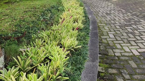 Peaceful garden pathway with lush greenery and stone paving. Stone path surrounded by vibrant plants, leading to a beautiful home. A serene garden path with greenery and cobblestones in the background