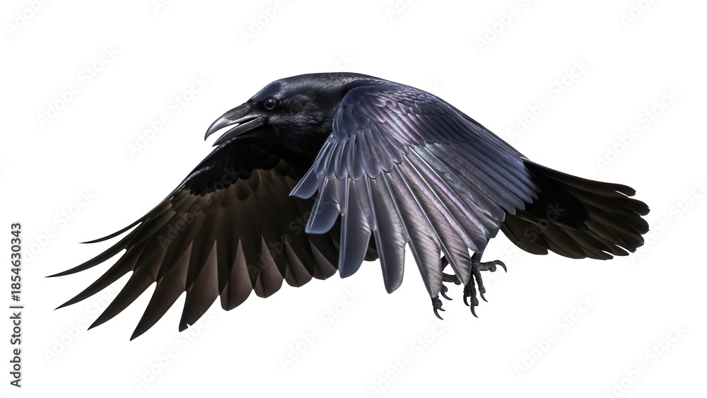 Obraz premium Majestic raven in flight PNG isolated on transparent background, dark bird with open wings for wildlife and Halloween designs