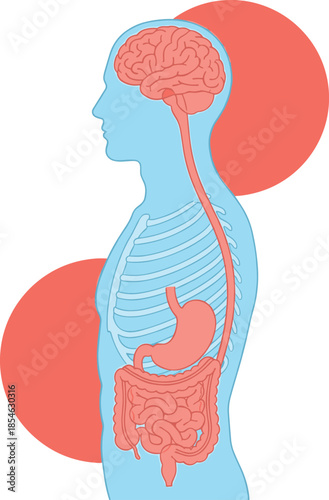 Human Anatomy Digestive System and Brain Illustration Keywords: human, anatomy, digestive system, brain, stomach, intestines