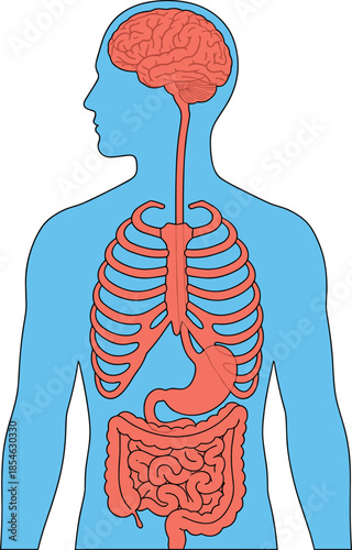 Human Anatomy Diagram of Brain Rib Cage Stomach and Intestines Keywords: human, anatomy, brain, rib cage, stomach, intestines