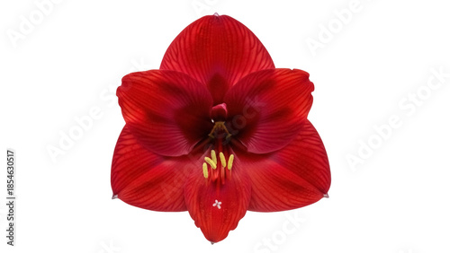 Isolated red Amaryllis flower, close-up botanical view, vibrant color, beautiful plant blossom