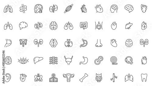Human body organs line icons set. Editable thin line vector of organs, skeleton and body parts for medical vector icons