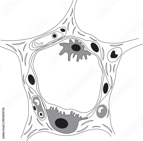 Alveolus Vector icon