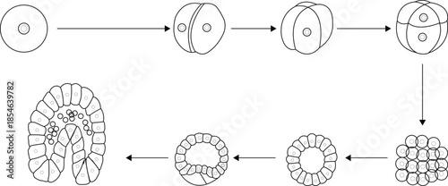 Cleavage,_Blastomeres,_Morula,_Blastula,_Blastocyst_ vector icon
