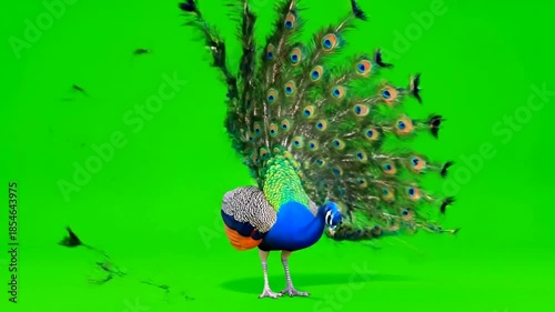 A vibrant peacock displays its colorful plumage against a green screen backdrop.