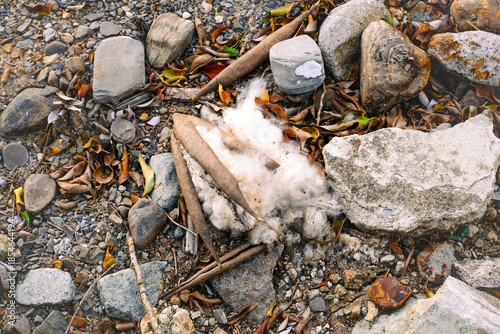 Catton Boll Among The Rocks