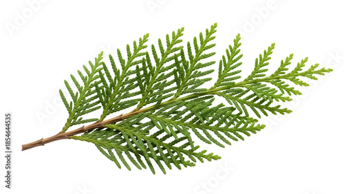 Slika na platnu Green thuja branch PNG isolated on transparent background, evergreen coniferous