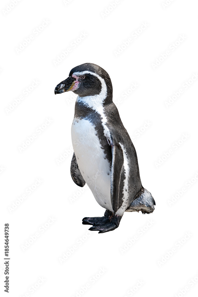 Obraz premium Humboldt Penguin standing upright in a clean side view highlighting smooth flippers and classic black and white body isolated on white background