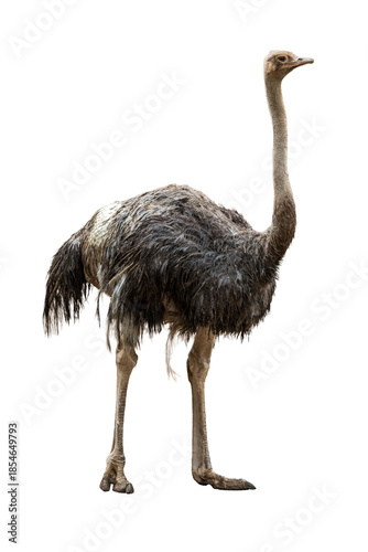 Common Ostrich portrait highlighting a long neck and sharp eyes standing against a clean white background