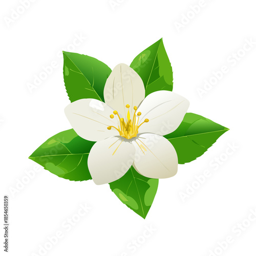 Beautiful yellow frangipani blossom with green leaves isolated on a white background for spring nature and floral garden beauty
