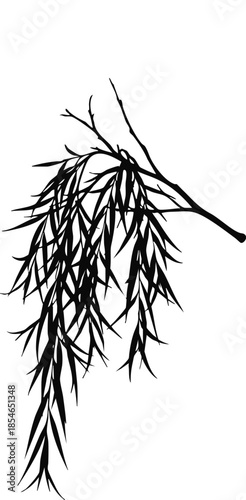 Black weeping willow tree branch silhouette isolated on white background vector