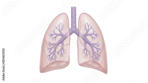 фотографія Human lungs with trachea isolated PNG, respiratory system anatomy with bronchiol
